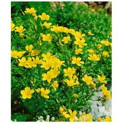 Linum flavum 'Compactum', Gold-Lein, gelb, ca. 9x9 cm Topf
