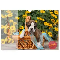 Calvendo Deutscher Boxer 2026 (Wandkalender 2026 DIN A4 quer),