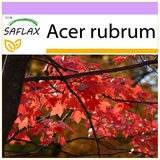 Saflax - Rotahorn - 20 Samen - Acer rubrum