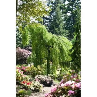 Pflanzen Für Dich Betula pendula 'Youngii', Hängebirke, 60 cm Stammhöhe