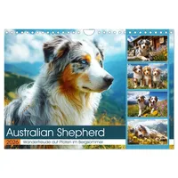 Calvendo Australian Shepherd. Wanderfreude auf Pfoten im Bergsommer (Wandkalender