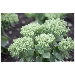 Sedum telephium, Fetthenne, ca. 9x9 cm Topf, sukkulent