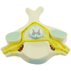Anatomisches Modell Halswirbel mit Rückenmark HeineScientific