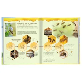 Moses Expedition Natur Bienenhotel + Buch Brummsumm (Entdecke die Welt der Honigbiene)