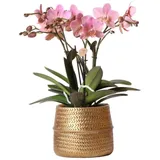 Kolibri Orchids Rosa Phalaenopsis Orchidee Treviso in Groove Topf Gold Topfgröße 12cm 35cm Hoch