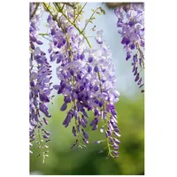 Pflanzen Für Dich Wisteria sinensis 'Prolific', Chinesischer Blauregen, 150–175