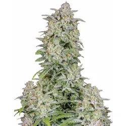 Forbidden Runtz Auto | Autoflowering Hanfsamen von Fast Buds | 3 Hanfsamen