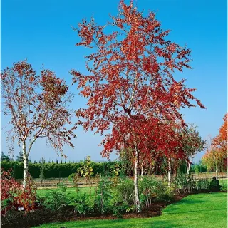 Pflanzen Für Dich Betula pendula 'Royal Frost', Hängebirke, rotbraunes Laub, 125–150 cm