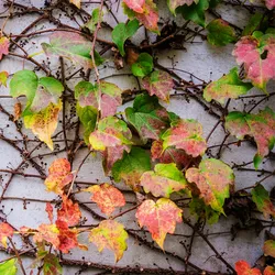 Plant in a Box Wilder Wein - Parthenocissus quinquefolia 3er Set Höhe 25-40cm