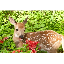 Fototapete PAPERMOON "BABY ROTHIRSCH-KALB TIER ROTWILD WALD BLUMEN NATUR", bunt, B:3,50m L:2,60m, Vlies, Tapeten