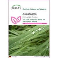 SAFLAX - Kräuter - Zitronengras - 50 Samen -
