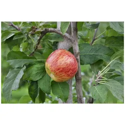 Malus 'Gravensteiner', Apfelbaum, 150–200 cm