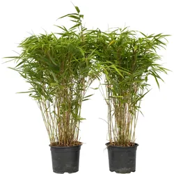 Plant in a Box Fargesia nitida 'Gansu' - Dunkelvioletter Bambus 2er Set Höhe 50-70cm