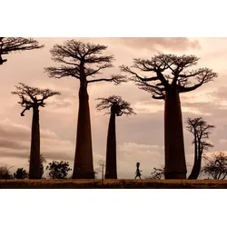 Fototapete PAPERMOON "Photo-Art DAN MIRICA, MADAGASKAR", bunt, B:2,50m L:1,86m, Vlies, Tapeten