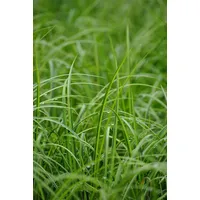 Pflanzen-für-dich.de Acorus gramineus 'Ogon', 2 l