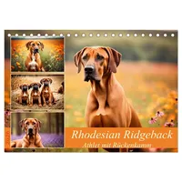 Calvendo Rhodesian Ridgeback - Athlet mit Rückenkamm (Tischkalender 2026