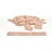 Metrie Flaches Rechteck Holzbausteine (50 x 30 x 3 mm)