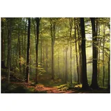 WallArena Fototapete
 Wald in Grün | Gr.: 250 x 175 cm