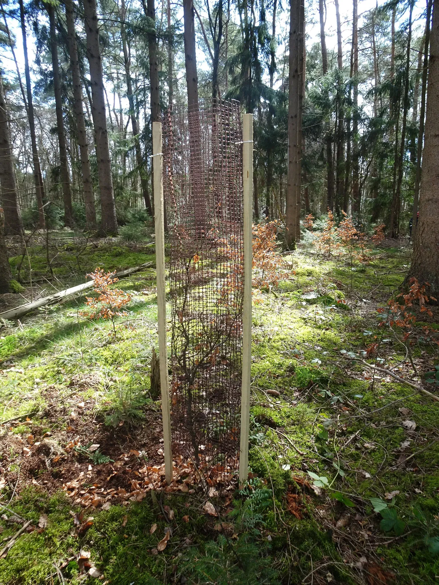 PlantaGard Baumschutz-Gitterhülle Freiwuchs-Bio 200