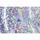 BESTWAY Glitter Dream Air Aufblasbares Sofa - Clear / Glitter - +6 Jahre