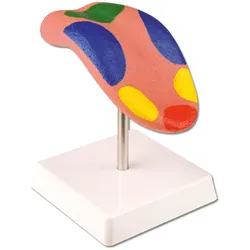 Das Sinnesorgan Zunge