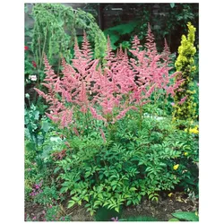 Astilbe x arendsii 'Bressingham Beauty', rosa Blüten, ca. 9x9 cm Topf