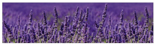 mySPOTTI Küchenrückwand »Lavendel«, Aluverbund, Lavendel-Design