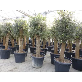 grünwaren Olivenbaum Bonsai 160 cm Olive beste Qualität, Stammumfang 30 - 40 cm, winterhart, Olea Europaea