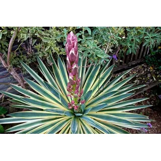 Portal Cool Yucca gloriosa Variegata - Spanish Dagger, In 9cm Topf