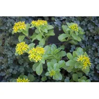 Pflanzen Für Dich Sedum kamtschaticum, Fetthenne, gelb, ca. 9x9