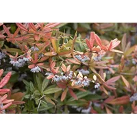 Pflanzen-für-dich.de - Berberis julianae c 40- 50