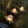 Star Trading LED Solardekoblume Lilly, 3er Pack - Gold,