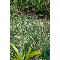 Pflanzen Für Dich Lysimachia atropurpurea, Purpur-Felberich, ca. 9x9 cm