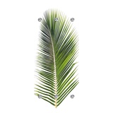 queence »Palme«, mit 6 Haken, 50 x 120 cm grün