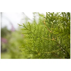 Thuja occidentalis 'Brabant', Lebensbaum, immergrün, 100–125 cm