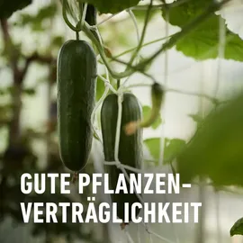 Compo Mehltau-frei Thiovit-Jet 75 g