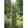 Estexo Rankhilfe Ranksäule 190 x 190 cm Grün