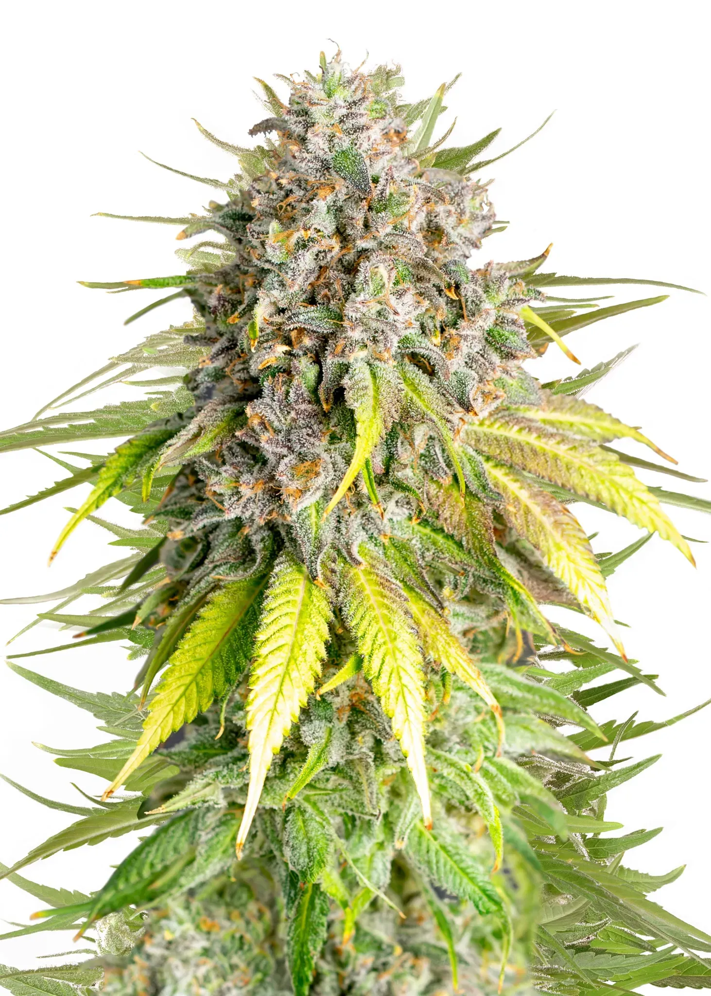 Royal Queen Seeds Punch Pie  1 Samen