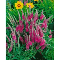 Pflanzen Für Dich Veronica spicata 'Rotfuchs' Ähriger Ehrenpreis, ca.