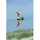 HQ Cirrus Ruby (117607)