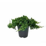 Pflanzen Für Dich Juniperus procumbens Nana 20–25 cm