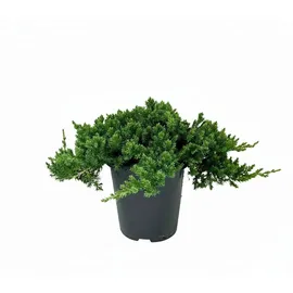 Pflanzen Für Dich Juniperus procumbens Nana 20–25 cm