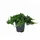 Pflanzen Für Dich Juniperus procumbens Nana 20–25 cm