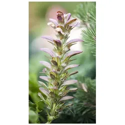 Acanthus hungaricus, Bärenklau, ca. 9x9 cm Topf, dekorativ
