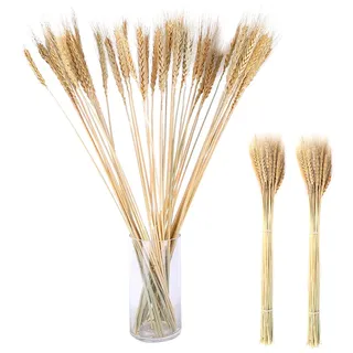 JAWSEU Natürliche Getrocknete Weizen-Scheiben, 100 Stück Getrocknete Blumen Weizen Natürliche Trockenblumen Deko für Hochzeit Mittelstücke Zuhause Party Tisch Vase Deko