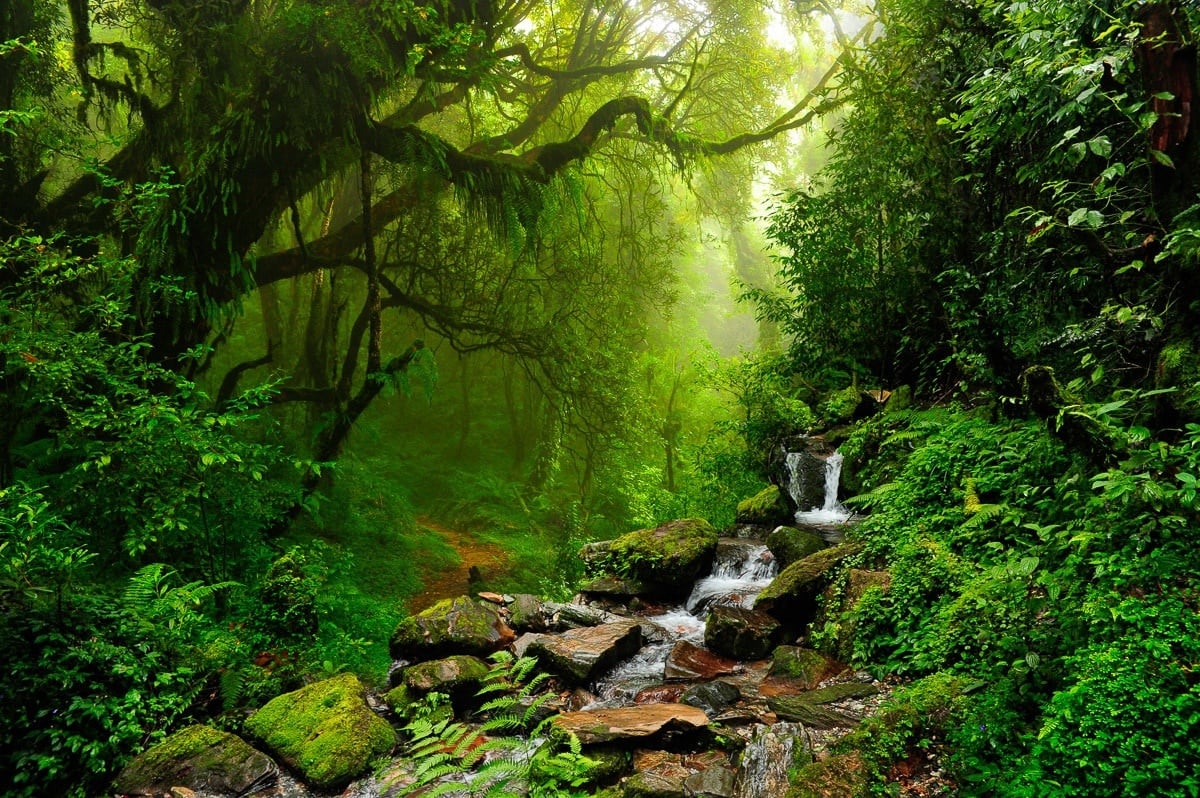 PAPERMOON Fototapete "Subtropischer Dschungel" Tapeten Gr. B/L: 4 m x 2,6 m, Bahnen: 8 St., bunt (mehrfarbig) Fototapeten