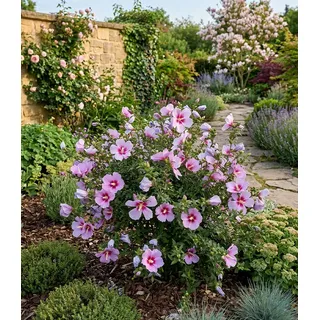 BALDUR Garten Zierstrauch Zwerg-Hibiskus 'Little Legends Pink®', 1 St., Trockenheitsresistent, genügsam, winterhart, mehrjährig rosa