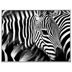 PAPERFLOW Wandbild Zebra, Aluminium, Kunstglas