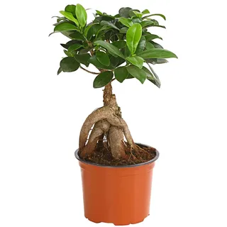 Dehner Chinesische Feige Ginseng, Ficus microcarpa, dicke Luftwurzeln, 30-40 cm, Ø Topf 12 cm, Bonsai