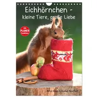 Calvendo Eichhörnchen - kleine Tiere, große Liebe (Wandkalender 2026